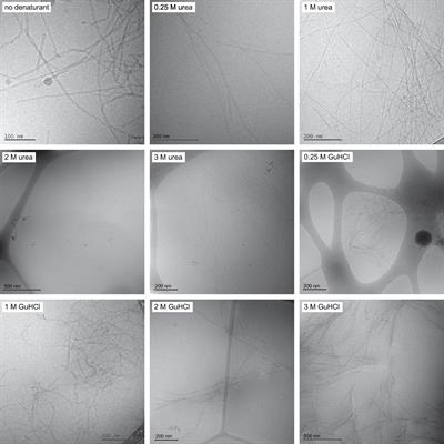 Influence of denaturants on amyloid β42 aggregation kinetics